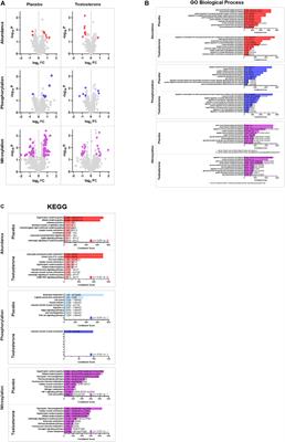 Cancer and Associated Therapies Impact the Skeletal Muscle Proteome